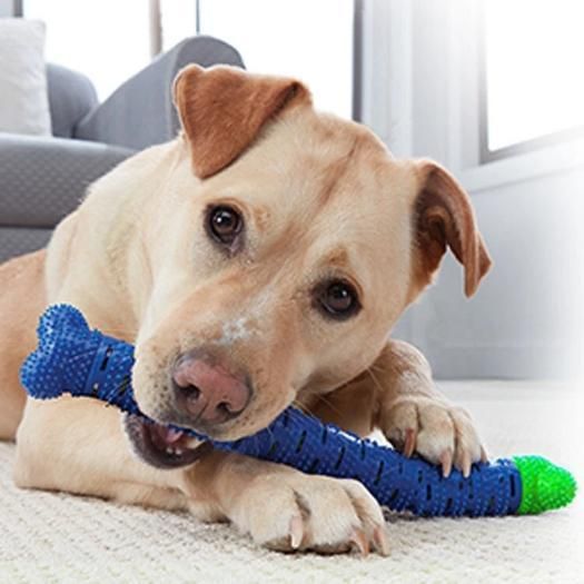 2-in-1 Chew Toy with Dental Stick | Supports Playtime & Daily Oral Care