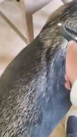 2-in-1 Deshedding Grooming Brush | Helps Reduce Loose Fur & Undercoat Build-Up